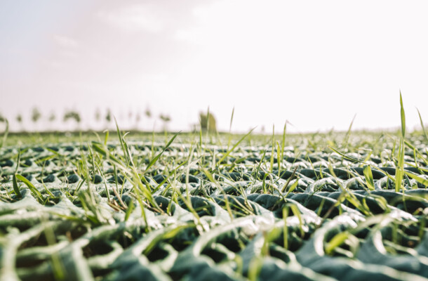 Detailaufnahme wachsendes Gras durch GrassProtecta Rasenschutzgitter