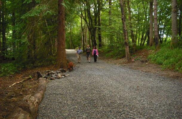 Waldweg mit Parkbucht