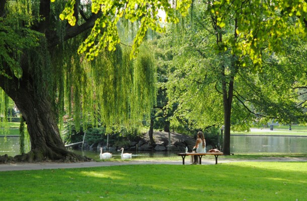 Frau sitzt auf Bank im Park und beobachtet Schwäne.