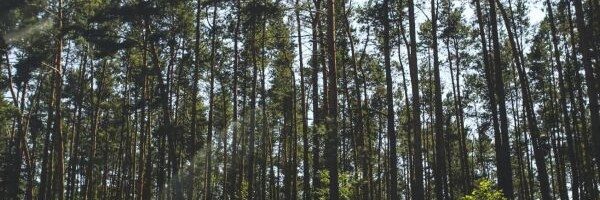 Wald mit hohen, dünnen Bäumen