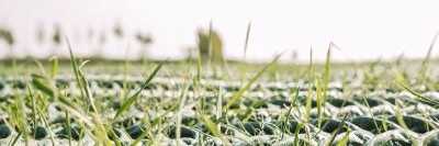Nahaufnahme GrassProtecta mit durchdringendem Gras