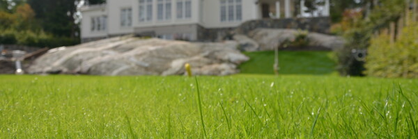 Nahaufnahme von Rasen vor Haus, durch TURFquick Rasenvlies gewachsen