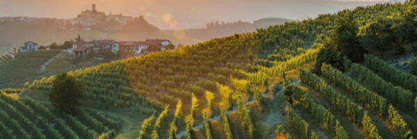 Die Sonne geht unter hinter einem Weinberg
