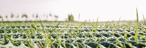 Detailaufnahme wachsendes Gras durch GrassProtecta Rasenschutzgitter