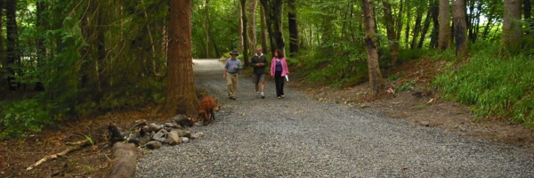 Waldweg mit Parkbucht