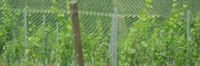 TUBEX Vinewrap Rebschutz-Hülle auf einem Weinberg