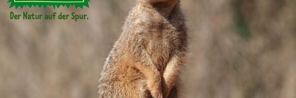 Erdmännchen aus dem Zoo Leipzig