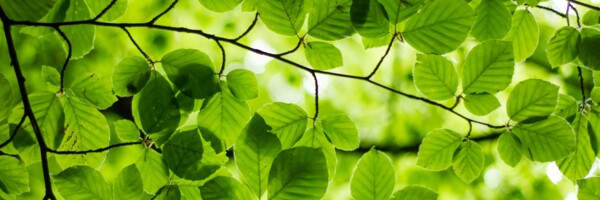 Blick nach oben ins Blätterdach einer Buche bei Sonnenschein