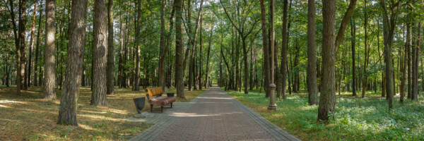 Ein schattiger Park mit vielen Bäumen und einem langen Weg