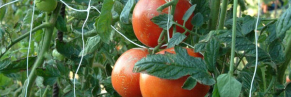 Tomatennetz-Ranknetz-Gurken_Rankhilfe-terragala_4973_2