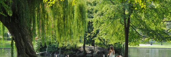 Frau sitzt auf Bank im Park und beobachtet Schwäne.