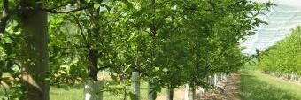 TUBEX Fruitwrap Wuchshülle und Verbissschutz für Obstbäume an mehreren Bäumen befestigt.