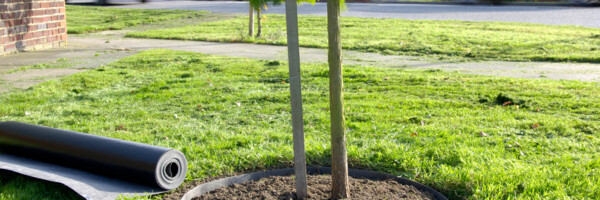 TERRAM Rootguard Plus Wurzelsperre eingebaut um Wurzeln des frisch gepflanten Baumes herum