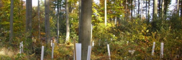 Herbstwald mit Tubex Ventex Clear