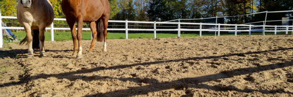 inb-paddock-fuer-reitstaelle-und-paddock