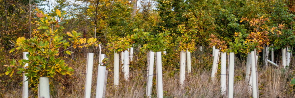 Aufforstung auf Waldlichtung mit Wuchshüllen im Herbst