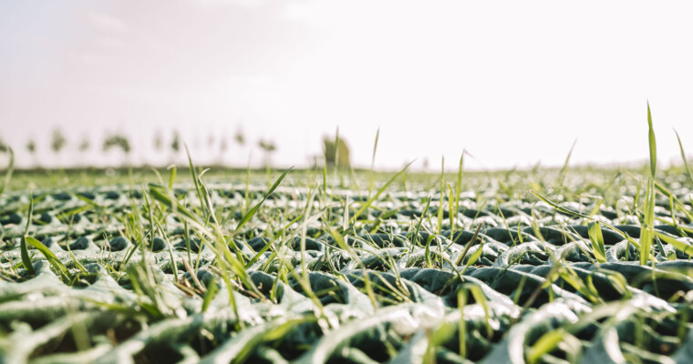 Detailaufnahme wachsendes Gras durch GrassProtecta Rasenschutzgitter