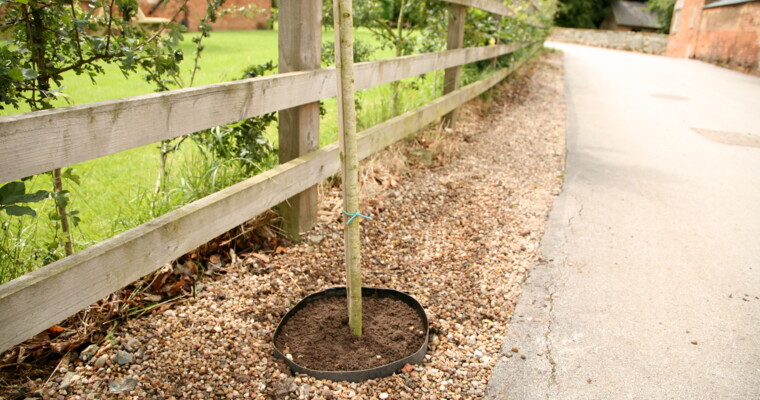TERRAM Rootguard PLUS Wurzelsperre am Straßenrand um jungen Baum herum
