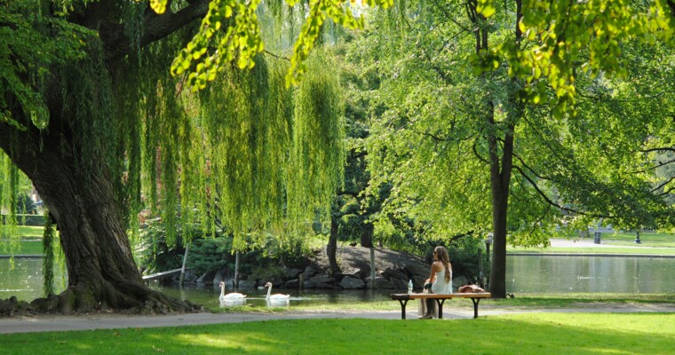 Frau sitzt auf Bank im Park und beobachtet Schwäne.