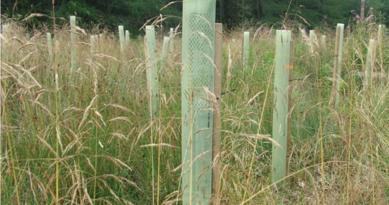 TUBEX Combitube Plus befestigt mit einem Holzpfahl