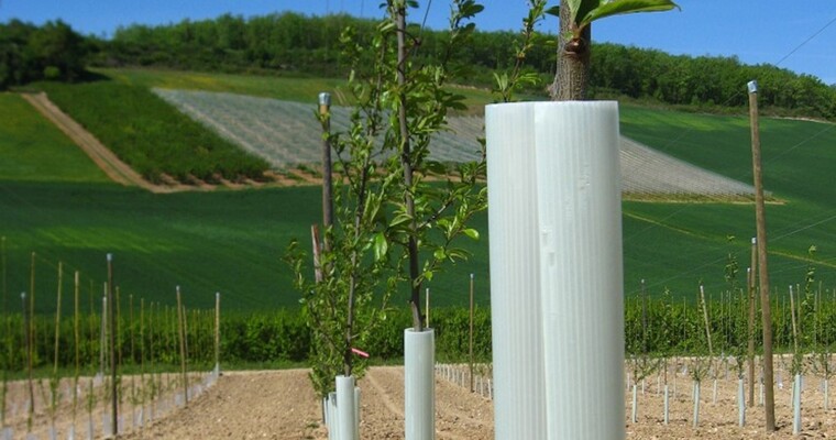 TUBEX Fruitwrap Wuchshülle und Verbissschutz für Obstbäume auf einem Weinberg