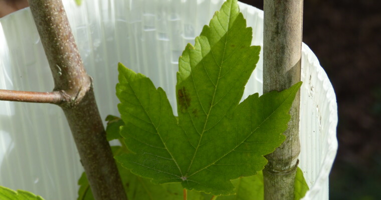 Ahorn wächst in Wuchshülle