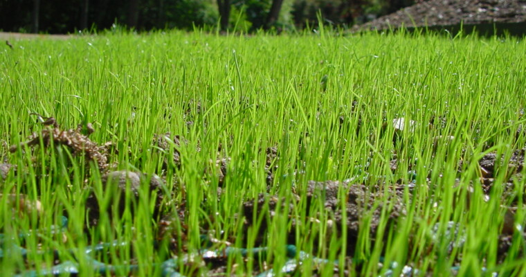 Nahaufnahme vom ausgelegten TurfProtecta Rasenschutzgitter auf einem Rasen