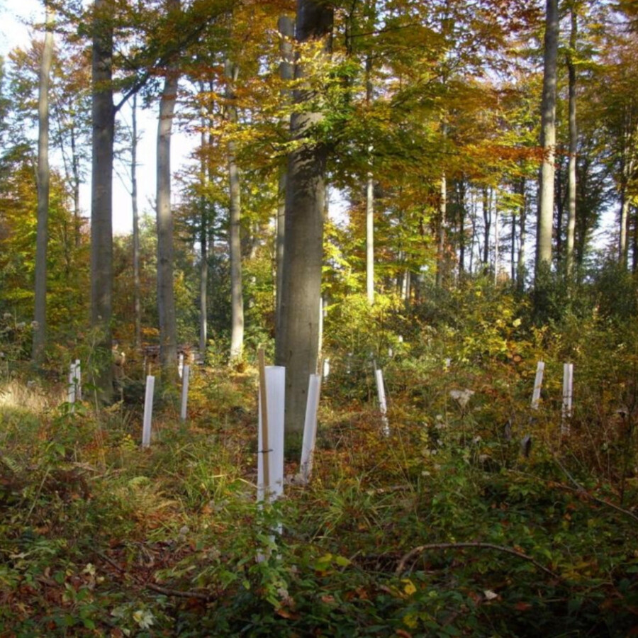 Herbstwald mit Tubex Ventex Clear