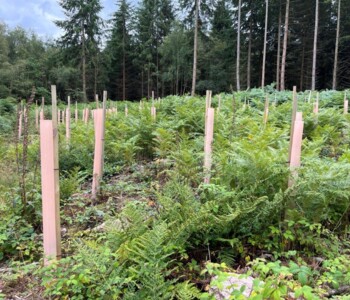 Tubex Nature im Wald