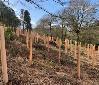 Tubex Nature zur Aufforstung