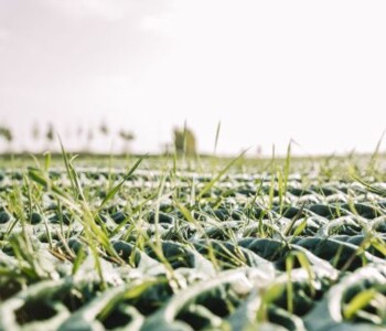 Nahaufnahme GrassProtecta mit durchdringendem Gras