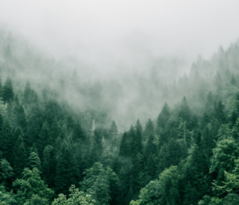 Wald am Berg bei starkem Nebel