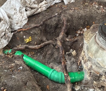 Nahaufnahme von Baumwurzeln nahe Gulli und Rohrleitungen