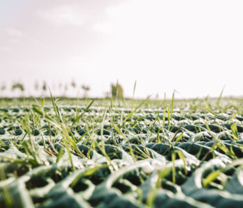 Detailaufnahme wachsendes Gras durch GrassProtecta Rasenschutzgitter