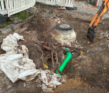 Starke flachwachsende Wurzeln um Rohrleitungen