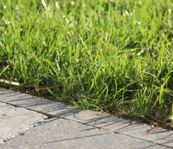 Nahaufnahme Rasenkante