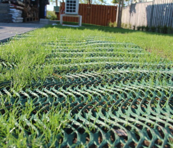 Nahaufnahme GrassProtecta Einwachsphase