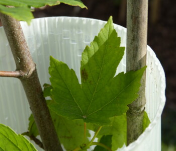 Ahorn wächst in Wuchshülle