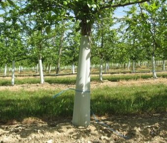 TUBEX Obstbaum Verbissschutz in Anwendung