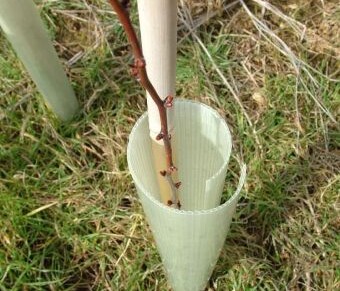 TUBEX Easywrap, Verbissschutz für Obstbäume von oben