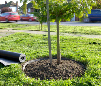 TERRAM Rootguard Plus Wurzelsperre eingebaut um Wurzeln des frisch gepflanten Baumes herum