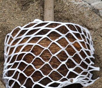 LITE-NET BAUM(4)