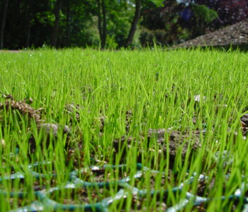 Nahaufnahme vom ausgelegten TurfProtecta Rasenschutzgitter auf einem Rasen