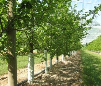 TUBEX Fruitwrap Wuchshülle und Verbissschutz für Obstbäume an mehreren Bäumen befestigt.