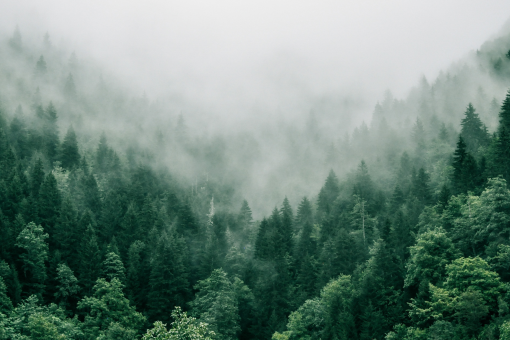 Wald am Berg bei starkem Nebel