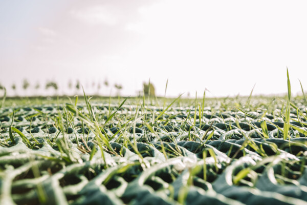 Detailaufnahme wachsendes Gras durch GrassProtecta Rasenschutzgitter