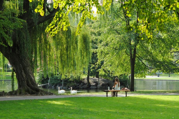 Frau sitzt auf Bank im Park und beobachtet Schwäne.