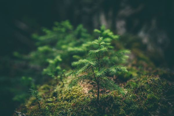 Jungpflanze Tanne
