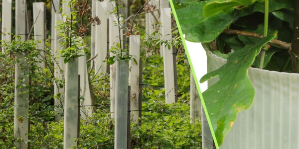 mehrere TUBEX Wuchshüllen in einem Wald