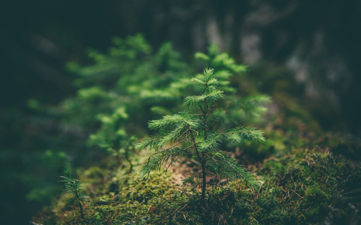 Jungpflanze Tanne